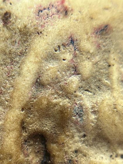 พระสมเด็จวัดระฆังพิมพ์ปกโพธิ์ฐานแซม(071) รูปที่ 7