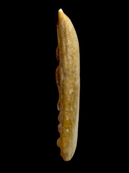 พระสมเด็จวัดระฆังพิมพ์ปรกโพธิ์อดครุฑ(069) รูปที่ 4