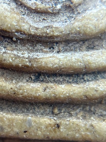 พระสมเด็จวัดระฆังพิมพ์ปรกโพธิ์อดครุฑ(069) รูปที่ 13