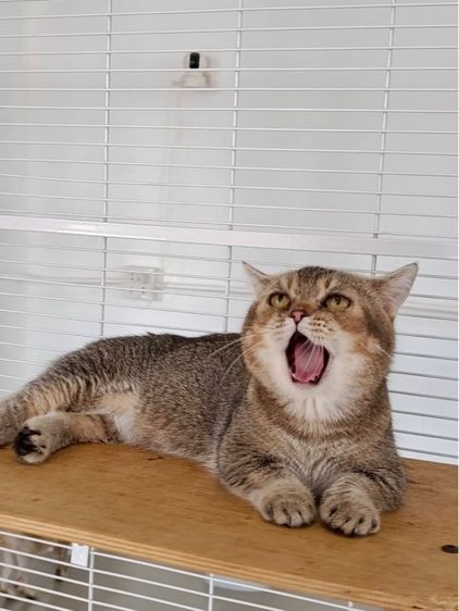 มันช์กิ้นขาสั้นเพศชาย รูปที่ 2