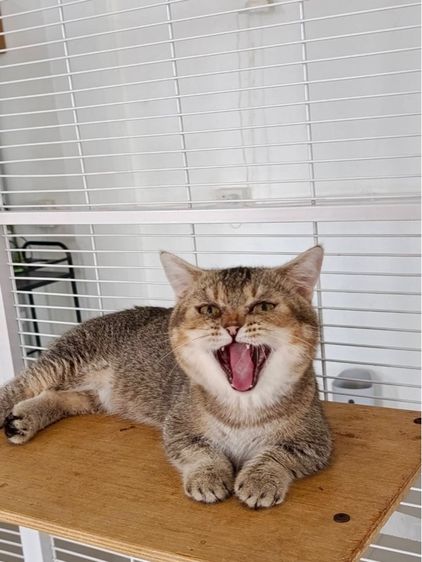 มันช์กิ้นขาสั้นเพศชาย รูปที่ 3