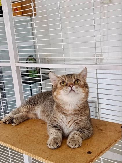 มันช์กิ้นขาสั้นเพศชาย รูปที่ 7