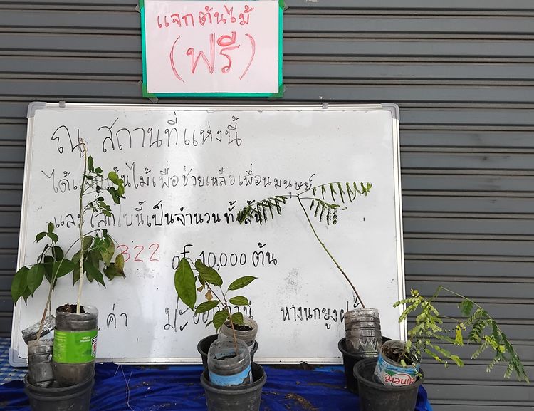 แจกต้นไม้ฟรี รูปที่ 4