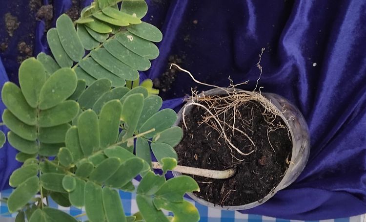 แจกต้นไม้ฟรี รูปที่ 3