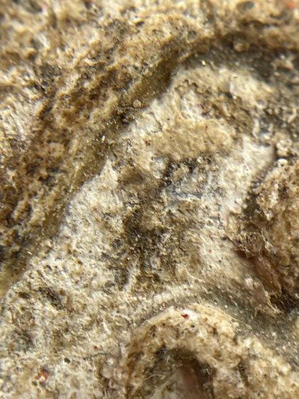 พระสมเด็จบางขุนพรหมพิมพ์ใหญ่ รูปที่ 5