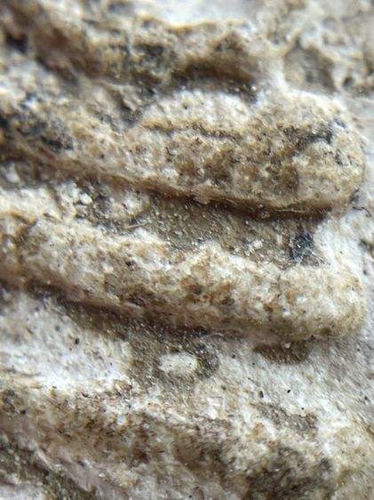 พระสมเด็จบางขุนพรหมพิมพ์ใหญ่ รูปที่ 10