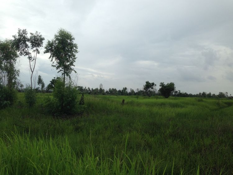 📣 ขายที่ดิน อำเภอองครักษ์ นครนายก – 2 ไร่ 20 ตร.วา ครุตแดง หลังตลาดองครักษ์ – เข้า–ออกได้หลายทาง – ใกล้ มศว.องครักษ์