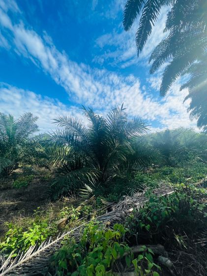 ที่ดินสวนปาล์มสวยๆ15ไร่ตำบลคลองหินอ่าวลึกกระบี่พร้อมเก็บผลผลิต