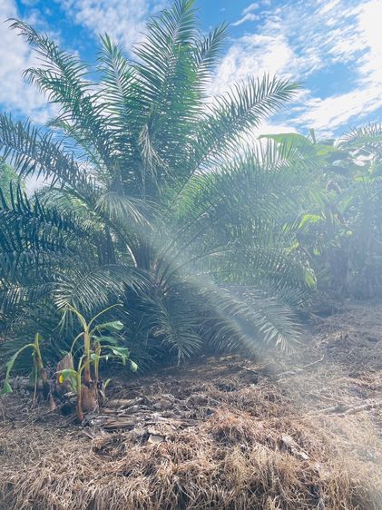 ที่ดินสวนปาล์มสวยๆ15ไร่ตำบลคลองหินอ่าวลึกกระบี่พร้อมเก็บผลผลิต รูปที่ 4