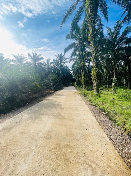 ที่ดินสวนปาล์มสวยๆ15ไร่ตำบลคลองหินอ่าวลึกกระบี่พร้อมเก็บผลผลิต รูปที่ 2