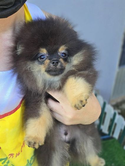 ขายปอมแท้ เพศผู้ สีแบล็คแทน รูปที่ 6