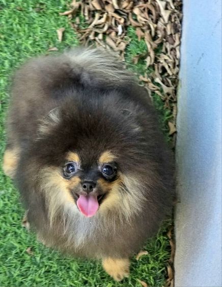 ขายปอมแท้ เพศผู้ สีแบล็คแทน รูปที่ 9