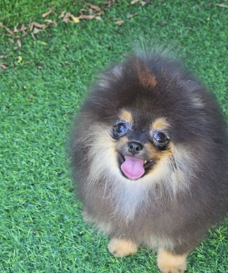 ขายปอมแท้ เพศผู้ สีแบล็คแทน รูปที่ 2