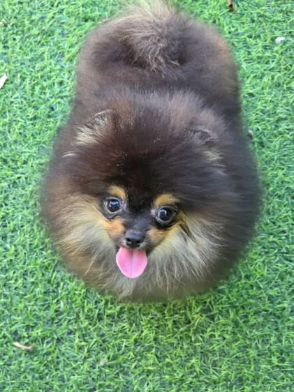 ปอมเมอเรเนียน (Pomeranian) เล็ก ขายปอมแท้ เพศผู้ สีแบล็คแทน