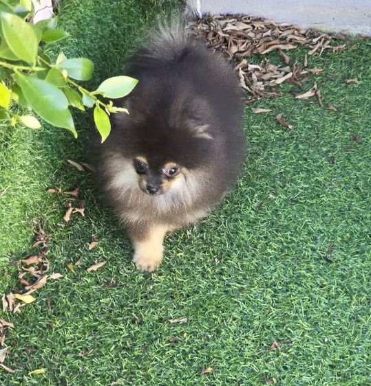 ขายปอมแท้ เพศผู้ สีแบล็คแทน รูปที่ 7