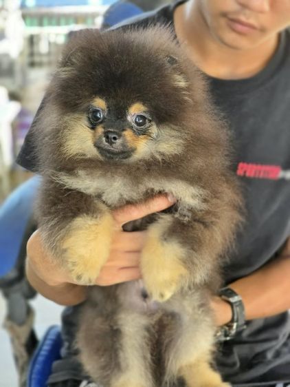 ขายปอมแท้ เพศผู้ สีแบล็คแทน รูปที่ 8