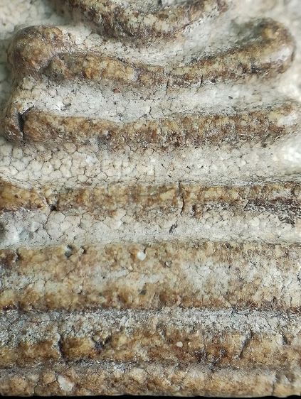 พิมพ์จักรพรรดิ์. รูปที่ 7