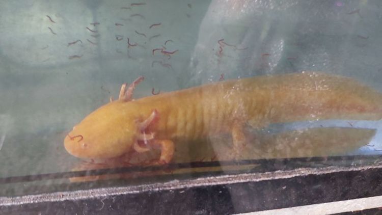 หมาน้ำ แอกโซลอเติล