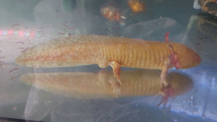 หมาน้ำ แอกโซลอเติล รูปที่ 4