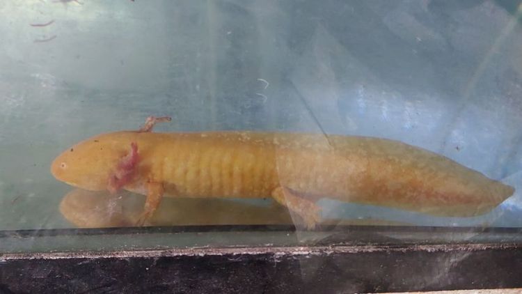 หมาน้ำ แอกโซลอเติล รูปที่ 3