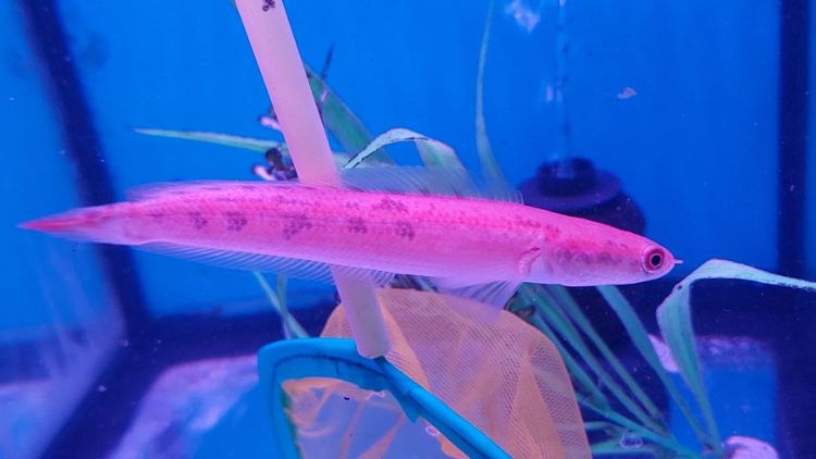 ปลาช่อนข้าหลวงสุราษฎร์ธานี