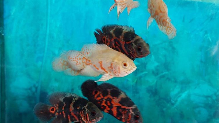 ปลาหลายชนิดครับ รูปที่ 4