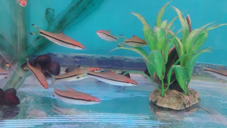 ปลาหลายชนิดครับ รูปที่ 2