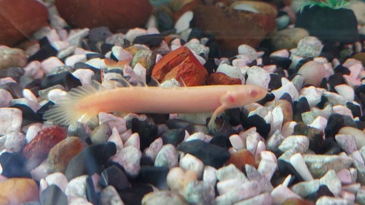 ปลาหลายชนิดครับ รูปที่ 3