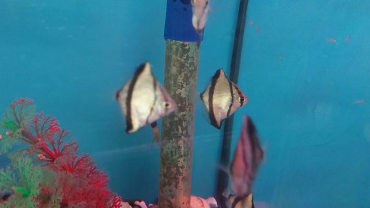 ปลาหลายชนิดครับ รูปที่ 6