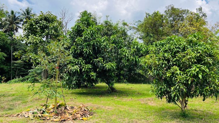 ขายที่ดินสวย ติดน้ำ พร้อมผลไม้ – ต.นาหินลาด อ.ปากพลี จ.นครนายก รูปที่ 4