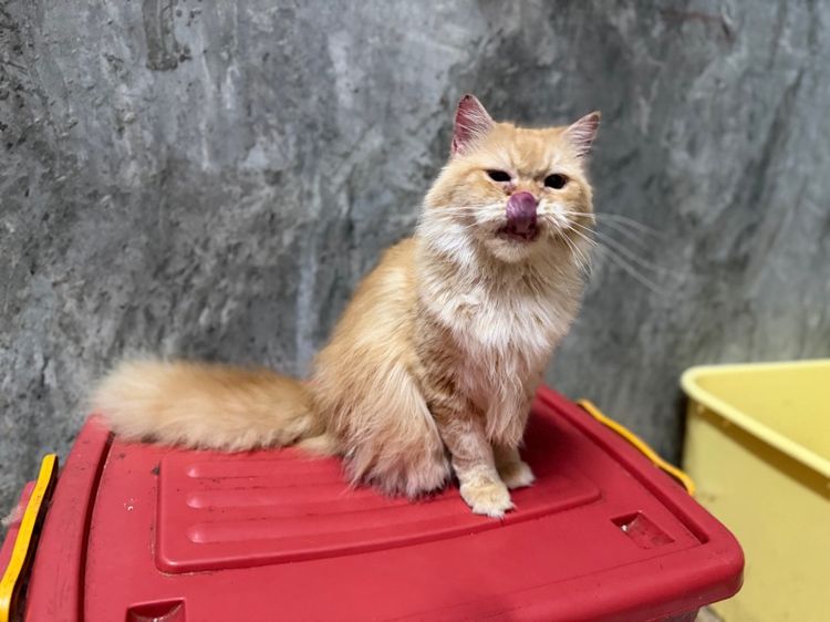 เปอร์เซียแท้(แมวโต) รูปที่ 6