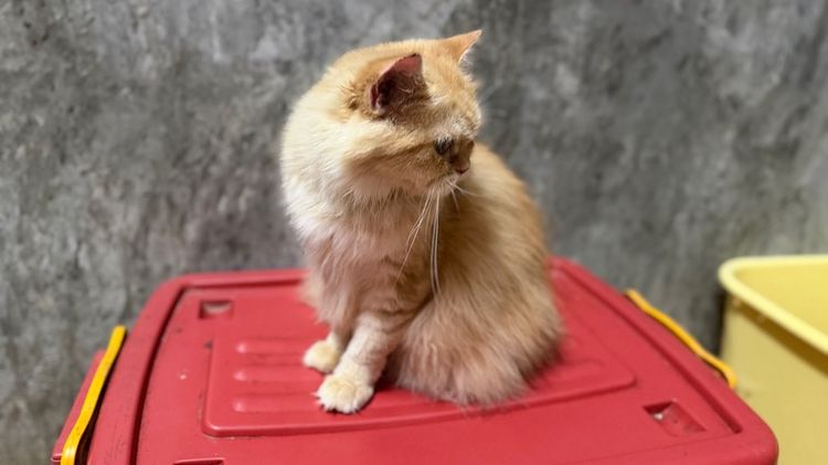 เปอร์เซียแท้(แมวโต) รูปที่ 5