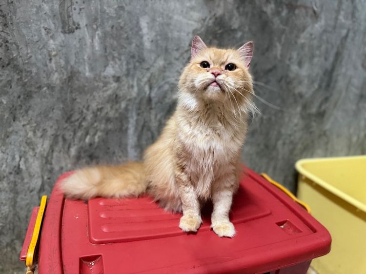 เปอร์เซียแท้(แมวโต)