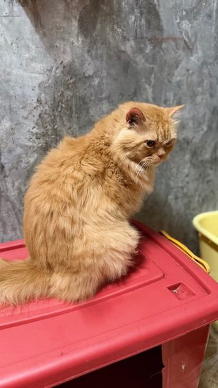 เปอร์เซียแท้(แมวโต) รูปที่ 11