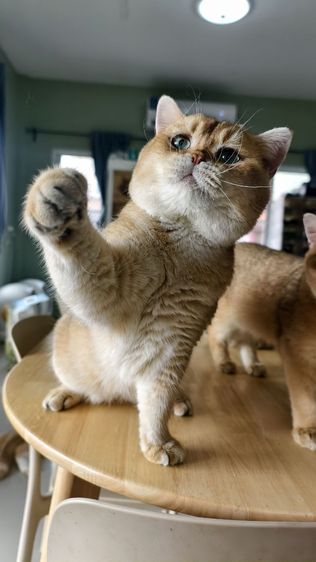 หนุ่มบริติช ny11 ใบเพ็ด Wcf รูปที่ 13