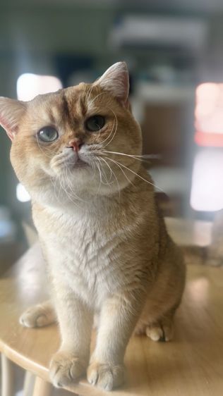 หนุ่มบริติช ny11 ใบเพ็ด Wcf รูปที่ 15