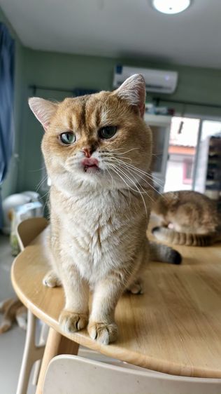 หนุ่มบริติช ny11 ใบเพ็ด Wcf รูปที่ 17