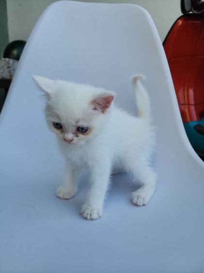แมว เปอร์เซีย ผสม สก็อตติช สีขาว ผู้หญิง รูปที่ 5