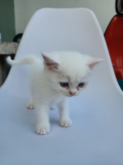 แมว เปอร์เซีย ผสม สก็อตติช สีขาว ผู้หญิง รูปที่ 8