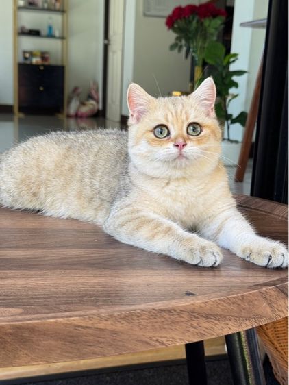 บริติชช็อตแฮร์ รูปที่ 2