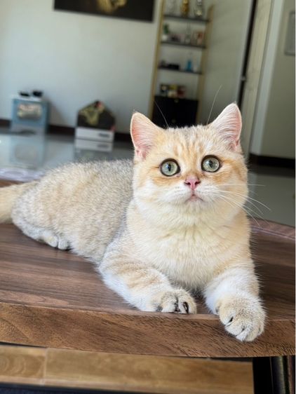บริติช ชอร์ตแฮร์ (British Shorthair) บริติชช็อตแฮร์