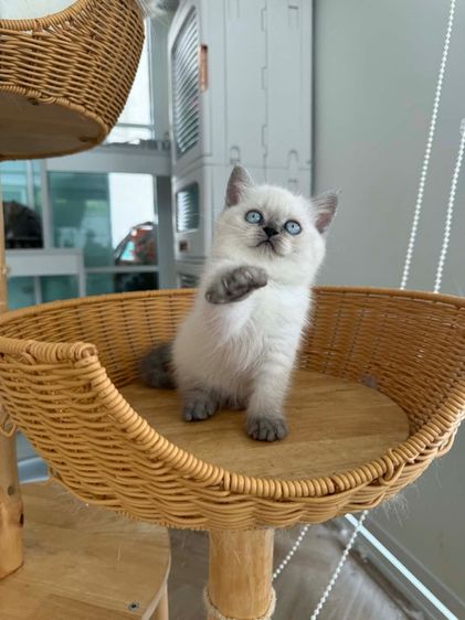 แมวหน้าไหม้ สก็อตติชโฟล์ด 