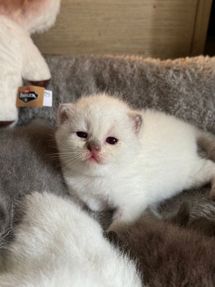 เปิดจอง แมวหน้าไหม้ รูปที่ 2