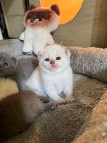 เปิดจอง แมวหน้าไหม้ รูปที่ 4