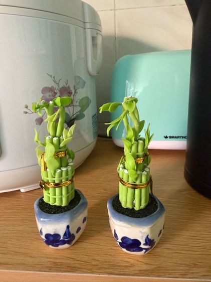 กระถางบัวจิ๋ว 