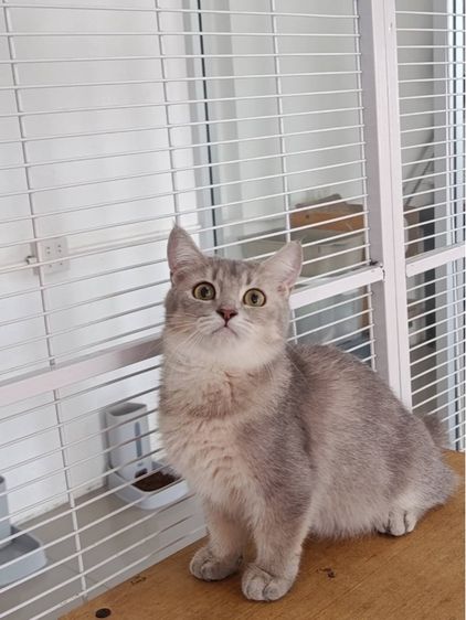 มันช์กิ้นขาสั้น