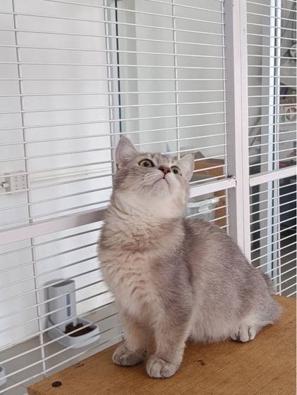 มันช์กิ้นขาสั้น รูปที่ 2