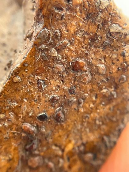 พระนางพญา พิมพ์เข่าโค้ง เนื้อดิน เห็นเม็ดแร่รอบองค์ เก่าสวยเป็นธรรมชาติ รูปที่ 12