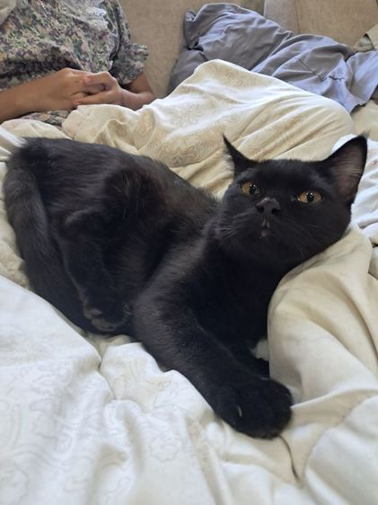 สก็อตติช ชาย แบ่งเลี้ยง รูปที่ 5