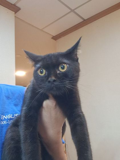 สก็อตติช ชาย แบ่งเลี้ยง รูปที่ 4